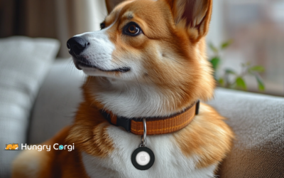 Why Every Corgi Needs an Apple AirTag