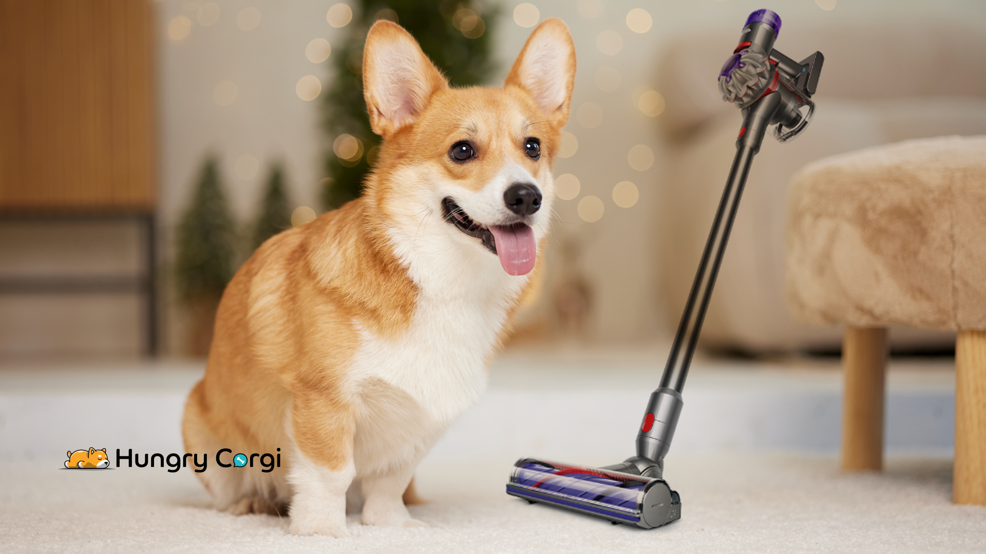 Dyson V8 Vacuum Hungry Corgi Review