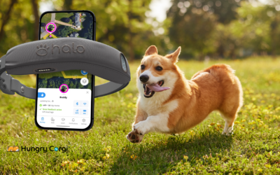 Halo Collar 4: A Corgi’s Take on High-Tech Pet Freedom