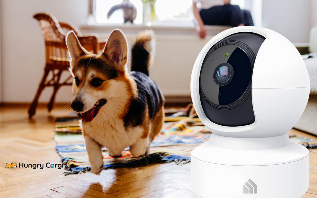 Keep an Eye on Your Paws: Kasa 2K QHD Security Camera for Pets